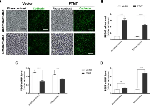 Figure 6. Features of FTMT stably overexpressing undifferentiated and differentiated ARPE-19 cells: 