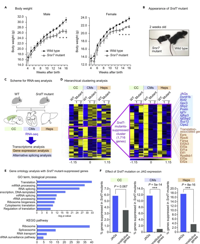 Figure 4. Srsf7 Regulates Growth and JAGs in Mice