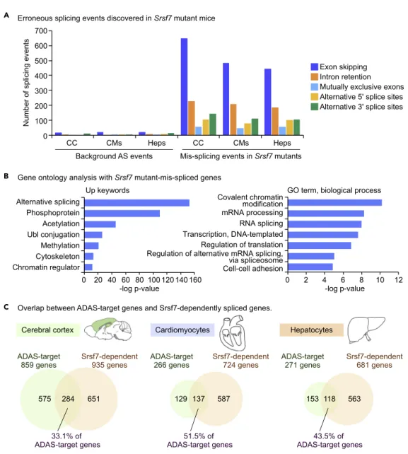 Figure 5. Srsf7 Mediates ADAS in Mice
