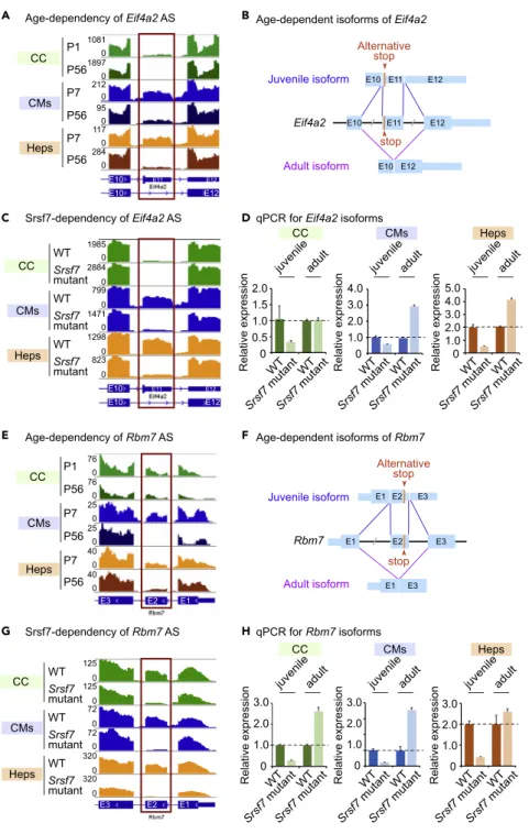 Figure 6. Srsf7 Mediates ADAS of Eif4a2 and Rbm7