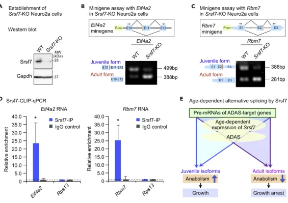 Figure 7. Srsf7 Mediates Isoform Switching of Eif4a2 and Rbm7