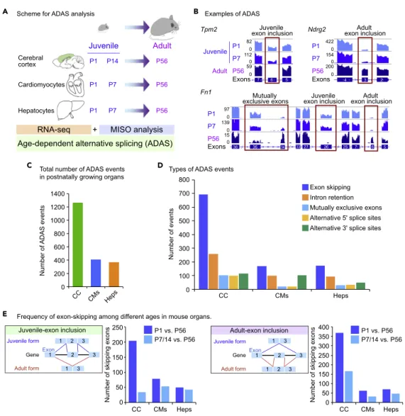 Figure 1. Comprehensive Identification of Age-Dependent Alternative Splicing (ADAS) in Organ Growth (A) Schematic of the age-dependent alternative splicing (ADAS) analysis in this study