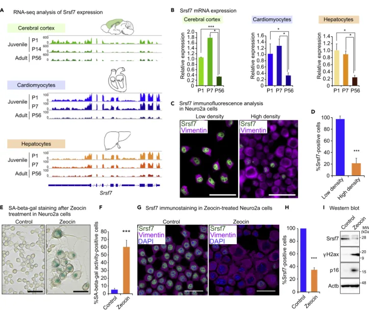 Figure 2. Srsf7 Is Expressed in Juvenile Organs and Juvenescent Cells