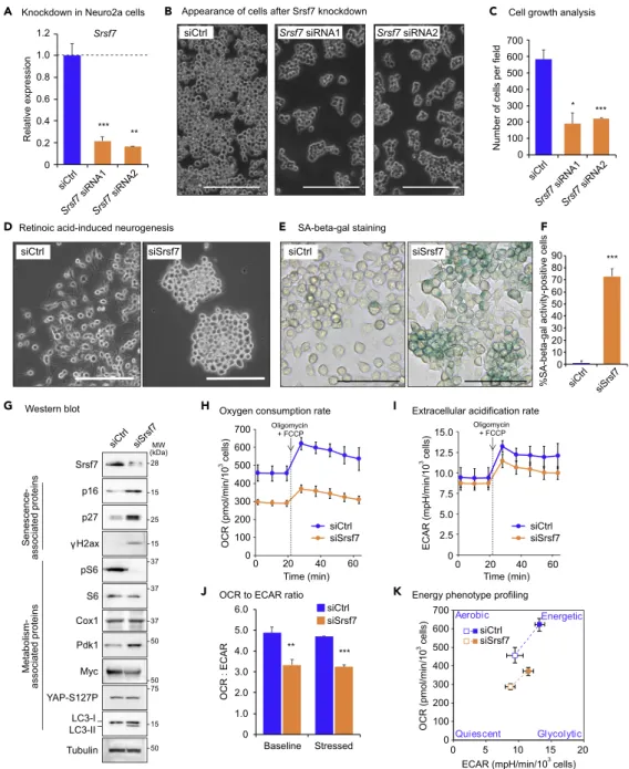 Figure 3. Srsf7 Is Essential for Cellular Juvenescence