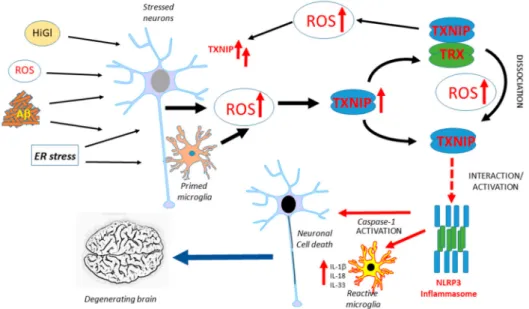 Figure 1. Overview of features of TXNIP expression and function that might contribute to AD pathogenesis
