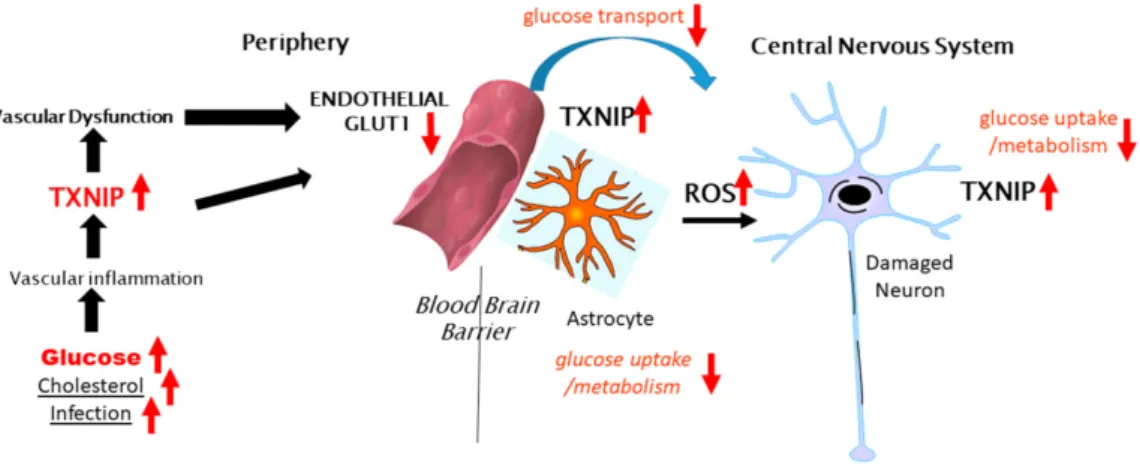 Figure 2. Potential peripheral–CNS interactions involving TXNIP in glucose metabolism in the brain.
