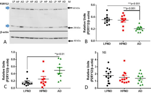 Figure 2. Quantitative biochemical measurements of P2RY12 protein and mRNA in human brains