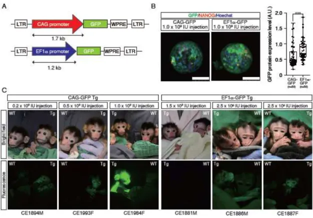 Figure 4. Generation of GFP Tg cynomolgus monkeys 