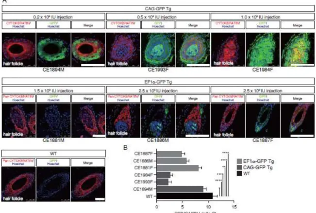 Figure 5. GFP expressions in the skins of Tg monkeys 