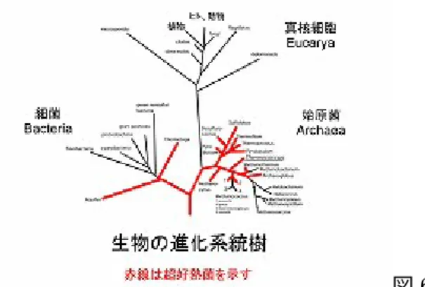 図 6  1973 年に遺伝子工学が生まれたんですが、 1977 年にイリノイ大学のウースらが遺伝子工学 の技術を使って、遺伝子， 16S ribosomal RNA  と いう、特定の遺伝子の配列を比較したら、原核細 胞は 2 つのグループに大別できるということが進 化の流れで明らかになったということでありま す。それが、細菌と始原菌になるわけです。さら に、この赤く示したところは、超好熱菌です。こ れは、 90 度Ｃ以上で生育する微生物という定義も ありますし、最適の生育温度が 80 度Ｃ以上とい う定