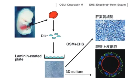 図 3： 胎児肝から抗 Dlk1 抗体で分離した Dlk1 陽性細胞を in vitro 培養し、