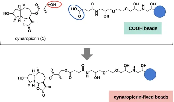 Figure 6. Immobilization of cynaropicrin (1) on COOH linker beads. 