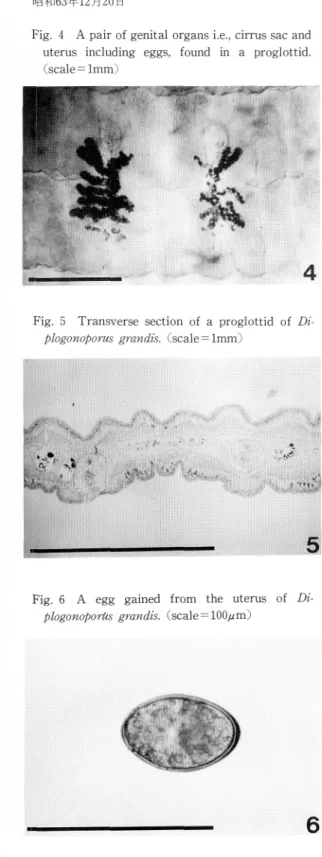 Fig.  4  A  pair  of  genital  organs  i.e.,  cirrus  sac  and uterus  including  eggs,  found  in  a  proglottid.