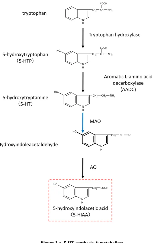 Figure 3-c. 5-HT synthesis &amp; metabolism