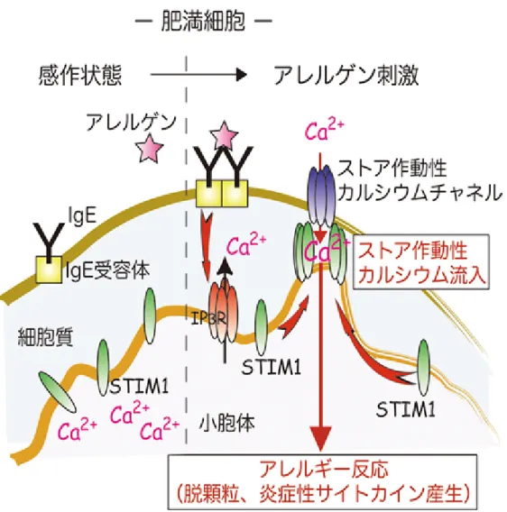 図 1  肥満細胞における STIM1 のストア作動性カルシウム流入活性化メカニズム  外来抗原（アレルゲン）により産生された IgE 抗体は、肥満細胞膜表面の IgE 受容 体と結合する（感作） 。同一アレルゲンにさらされると、細胞内に刺激が伝わり、小 胞体カルシウムストアからカルシウムが細胞質に放出される。小胞体に広く分布して いた STIM1 が小胞体内腔のカルシウム枯渇を感知し、細胞膜近傍へと集積して、ス トア作動性カルシウムチャネルを開口させることによって、細胞外からのカルシウム 流入（ストア作動