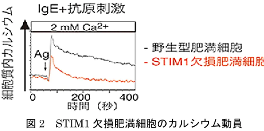 図 2  STIM1 欠損肥満細胞のカルシウム動員 