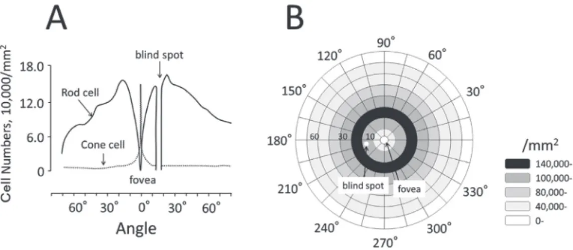 Figure 4  視細胞の分布　 A は Pirenne (1967) の知見を改変錐体した。桿体  (Rod) と錐体  (Cone) の分布  ( 左眼：水平断面位 ) 。 中心窩  (fovea) では錐体が占め , 20 ~ 30 °で桿体が最大となる。 B は桿体細胞の分布を ,  網膜全体として模式化  ( 左眼 ) 。