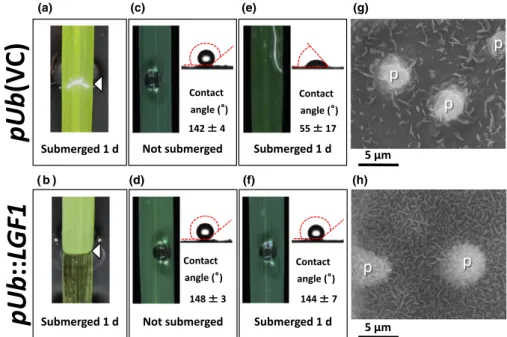 Fig. 4 Complementation test of LGF1 expressed in the drp7 mutant background. (a, b) Leaf gas films were not retained on leaves of the vector control lines pUb(VC) in the drp7 background (a), whereas gas film persistence was restored for the pUb::LGF1 compl