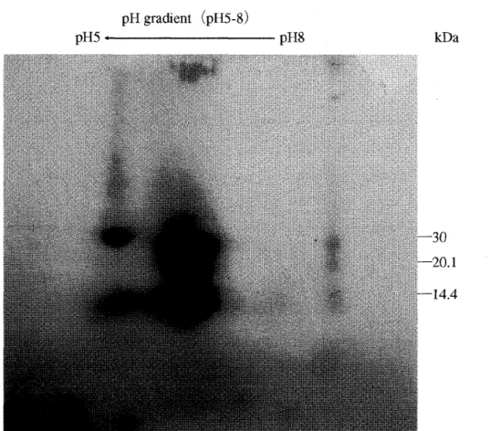 Fig. 1  2-D PAGE pattern of standard  f3  -galactosidase, grade III from bovine liver by Sigma Corp