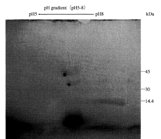 Fig.  5  2-D  PAGE pattern of the Fraction II obtained from the hemolymph by gel filtration
