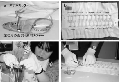 図 10. オーキシン極性移動実験に使用した実験器具および実験手順。