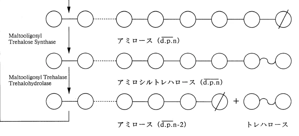 図 5 アミロース(澱粉)よりトレハロースの生成