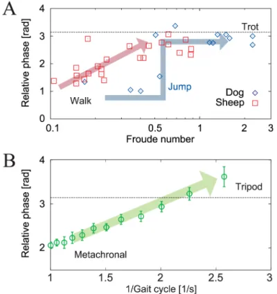 Fig 1. Interlimb phase relationships for locomotion speed. A: Ipsilateral relative phases (fore leg–hind leg) for dogs