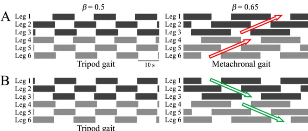 Fig 7. Footprint diagrams of the gaits obtained at duty factors of β = 0.5 and 0.65 in computer simulations
