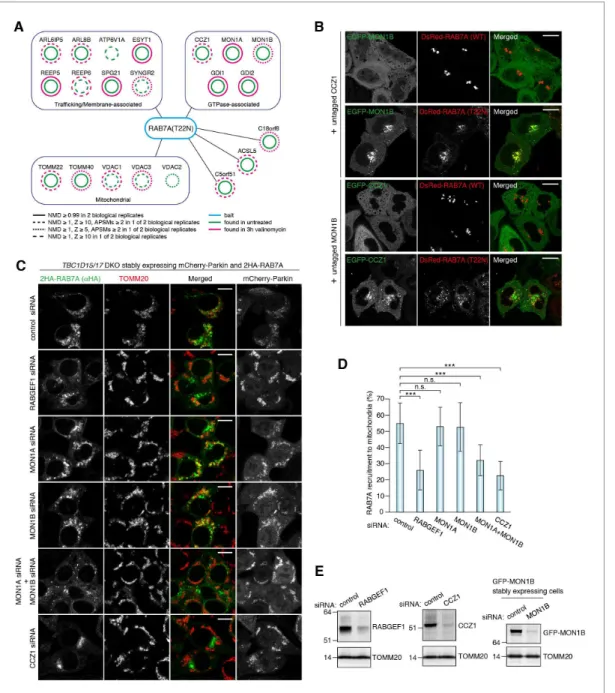 Figure 6. MON1/CCZ1 complex is required for RAB7A recruitment to damaged mitochondria