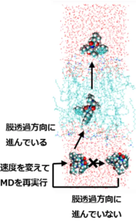 図 2 Membrane-water-ion-peptide simulation system