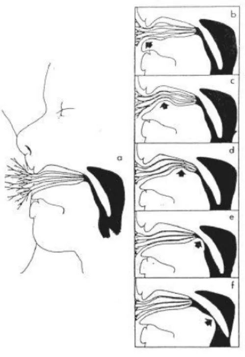 図 2.3  吸啜時の舌の動き [14]    図 2.3・a：乳頭と乳輪部によって形成される吸い口は，口腔内に取り込まれている。 軟口蓋は弛緩し，鼻咽頭は呼吸できるよう開いている。舌は安静位をとり， 乳首を包み込むように密着している。  図 2.3・b：下顎が一瞬下がった後，乳首根元部を加圧するために舌尖部が挙上する。  図 2.3・c：舌の中央部に隆起が発生し，口蓋を上に押しながら，隆起は舌尖部から舌根 部へ波状に動く。この蠕動様運動とよばれる動きによって，乳頭から乳汁を 圧搾する。舌根部が下がり，乳汁