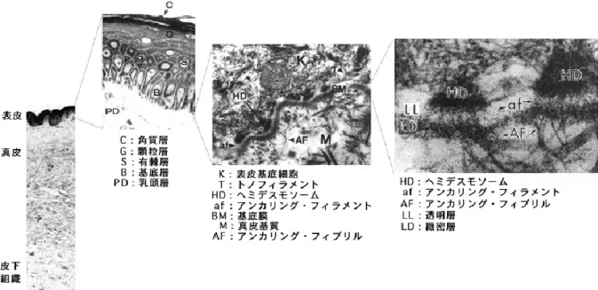 図 1   皮 膚 お よ び 表 皮 基 底 膜 の 構 造