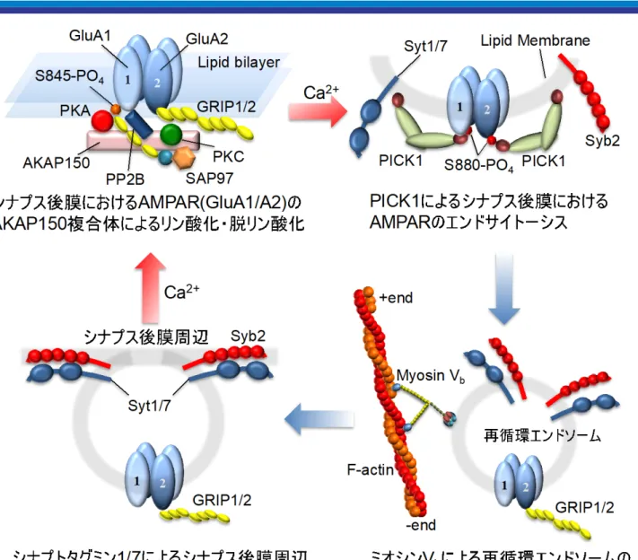 図 1. 海馬興奮性ニューロンにおける LTP/LTD を再現する後シナプスにおける AMPAR 輸送シス テム。(左上)   AKAP150 シグナル複合体 ( リン酸化酵素 PKA, PKC;  脱リン酸化酵素 PP2B) と GluA1/A2 ヘテロ 4 量体 )AMPAR との間の足場タンパク質 (SAP97, GRIP1/2) を介した相互作用 モデル。(右上) カルシウムセンサ PICK1 による AMPAR のカルシウム依存エンドサイトーシ ス。(右下) エンドサイトーシスで細胞質内に取り込ま