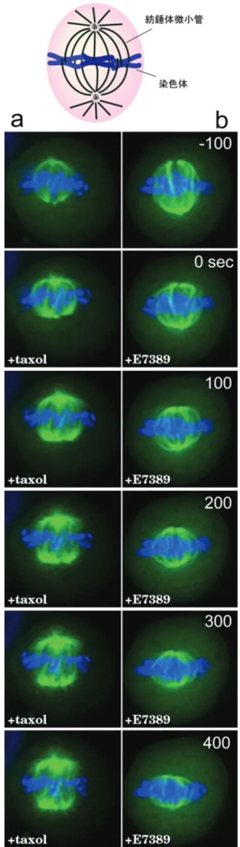 図 3：E7389 による微小管伸長阻害  EB1-GFP を発現する細胞のタイムラプス撮影中に、抗癌剤 E7389 を添加した（３コマ目） 。数分以内に EB1-GFP コメ ットが減少し、微小管の伸長が抑制されたことがわかる。  EB1-GFP のシグナルだけでは、微小管が 短縮していく過程は観察しにくいので、次に、 GFP を融合したチュブリンで微小管自体を 可視化した細胞で、細胞分裂中の紡錘体微小 管の長さの変化を追跡した（図 4） 。タキソー ルでは、チュブリンの重合が促進されて微小 管の本数、長