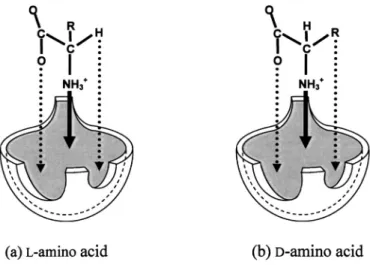 Fig. 8. Possible general interaction model of (+)-18C6H 4  with amino acid. (+)-18C6H 4  is depicted with a bowl- bowl-like shape with two hollows (big and small) and a lug on the rim.