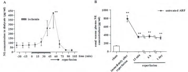 Figure  1. Typical  responses  of  renal  sympathetic  nerve  activity  (RSNA, A)  and  integrated  RSNA  (B)  to  ischemia/reperfusion in an anesthetized rat