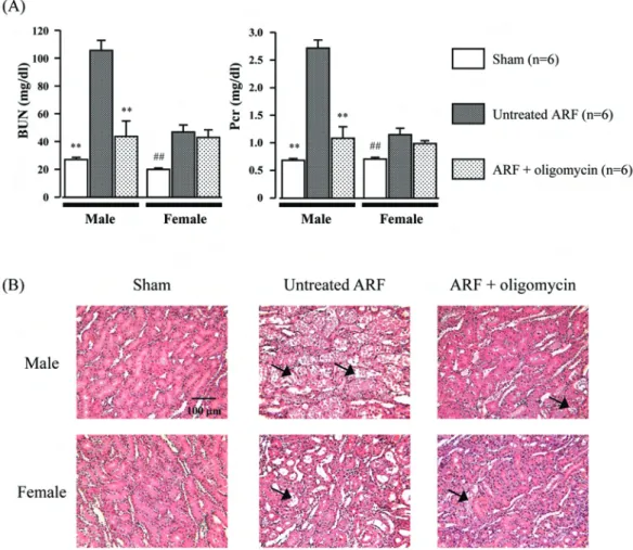 Figure  4.  Effects  of  oligomycin  on  blood  urea  nitrogen  (BUN)  and  plasma  creatinine  (Pcr)  at  24  h  after  reperfusion  (A)