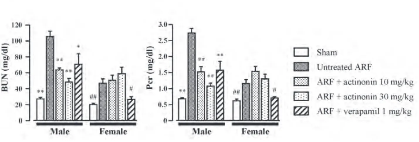 Figure 6.  Effects of actinonin or verapamil on blood urea nitrogen (BUN) and plasma creatinine (Pcr) at 24  h after  reperfusion