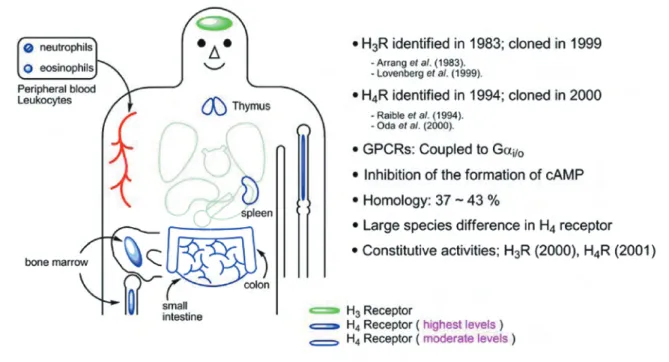 Fig. 1.  Tissue Distribution of hH 3 R and hH 4 R and Their Characteristics