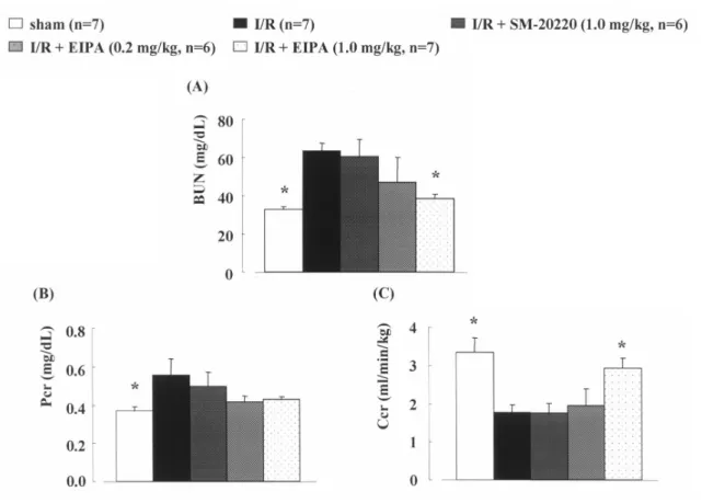 Figure 1. Effects of EIPA or SM-20220 administered before I/R on blood urea nitrogen (BUN, A),  plasma creatinine (Pcr, B), and creatinine clearance (Ccr, C) at 24-48 h after I/R