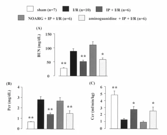 Figure 5.  Effects of I/R with or without IP treatment on blood urea nitrogen (BUN, A), plasma creatinine  (Pcr, B) and creatinine clearance (Ccr, C) after reperfusion