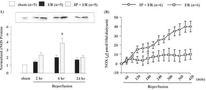 Figure 6.  (A) Renal eNOS protein expression in sham rats and in I/R rats at 2, 6 and 24 hr after reperfusion,  with or without IP treatment