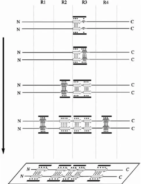 Fig. 10. A Model for the in vitro Repeat Peptide-Dependent Dimer Formation of 4RMBD 