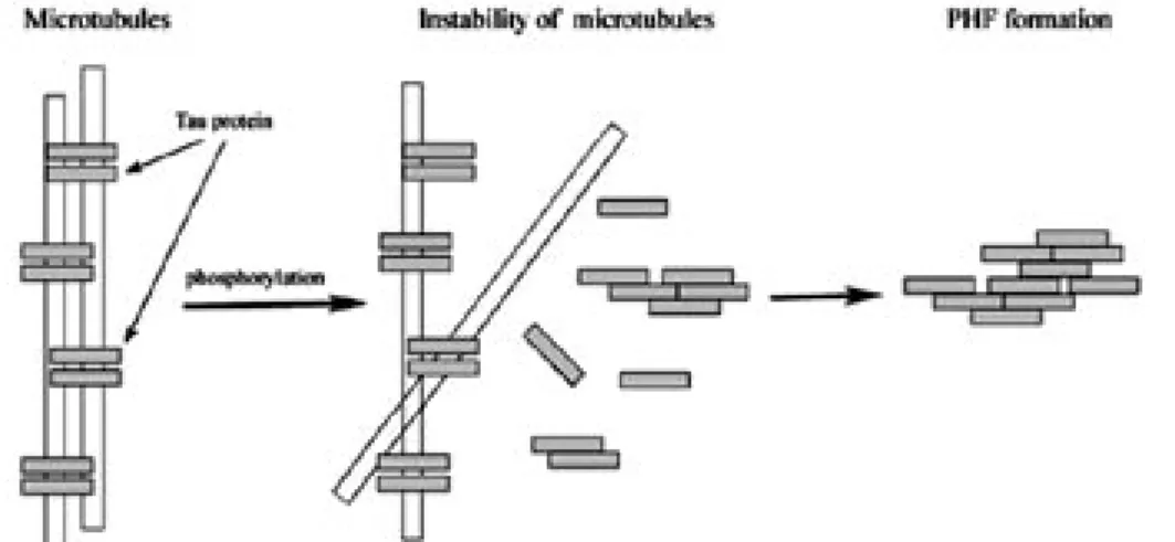 Fig. 1. Schematic Representation of Dissociation from Microtubules and Abnormal Aggregation to Form an Insoluble  Paired Helical Filament (PHF) of Tau Protein