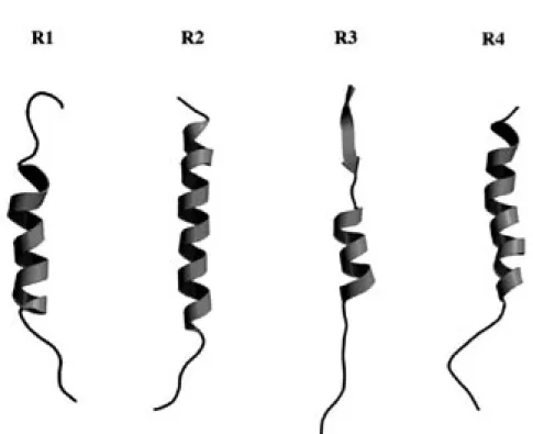 Fig. 7. Averaged Backbone Conformations of R1-R4 Peptides in TFE Solution, Constructed by  1 H-NMR and  Molecular Modeling Analyses 