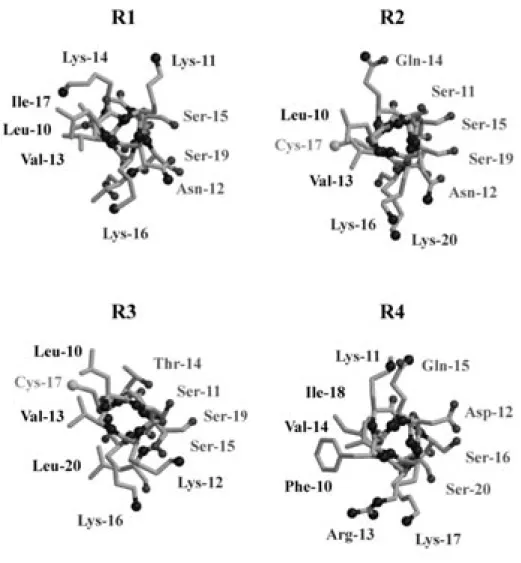 Fig.  9.  Helical  Wheel  Drawings  of  10-20  Sequence  of  the  Most  Stable  Conformers  of  Respective Four Repeats, Viewed From the N-Terminal Side