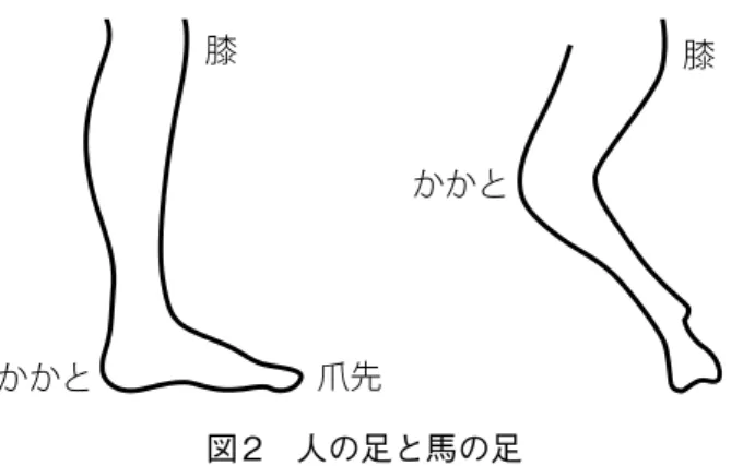 図 2　人の足と馬の足