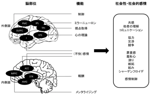 Figure 1.   社会性と社会的感情に関連する脳部位とその機能。DLPFC:  背外側前頭前皮質（dorsolateral prefrontal  cortex），I: 島（insula），PMC: 前運動野（premotor cortex），IPL: 下頭頂小葉（inferior parietal lobule）， TPJ:  側頭・頭頂結合（temporal-parietal junction），STS:  上側頭溝（superior temporal sulcus），MPFC:  内側前頭前皮質