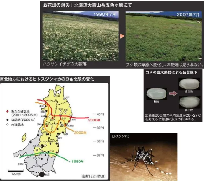 図   1-4  わ 国 確認 い 地球温暖化 影響
