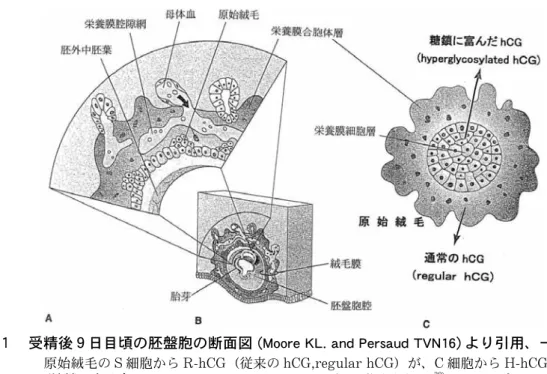 図 1   受精後 9 日目頃の胚盤胞の断面図   (Moore KL. and Persaud TVN 16) より引用、一部 改図 )      原始絨毛の S 細胞から R-hCG( 従来の hCG,regular hCG) が、 C 細胞から H-hCG( 糖 鎖を多く含む hCG 、 hyperglycosylated hCG) が分泌される 39) ことを示す A ：絨毛膜部分の拡大図、 B ：胚盤胞、 C ：原始絨毛の横断図           図２　 妊娠経過に伴う妊婦血中 hCG、 hCG